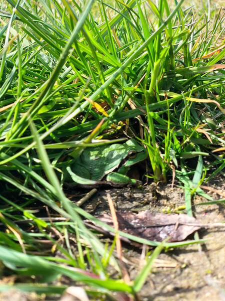 Natur - Laubfrosch Natur - Laubfrosch