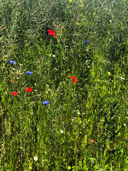 Feld Feld